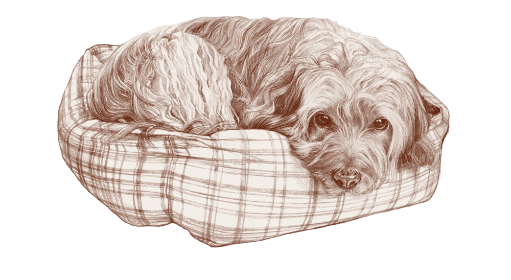 Elodie_illustrations_Lennon-qui-dort-1